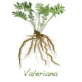 Valerian Root For Sleep Write A Review