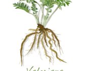 Valerian Root For Sleep