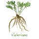 Valerian Root For Sleep